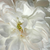 Alb - Trandafir perpetual hibrid - White Jacques Cartier